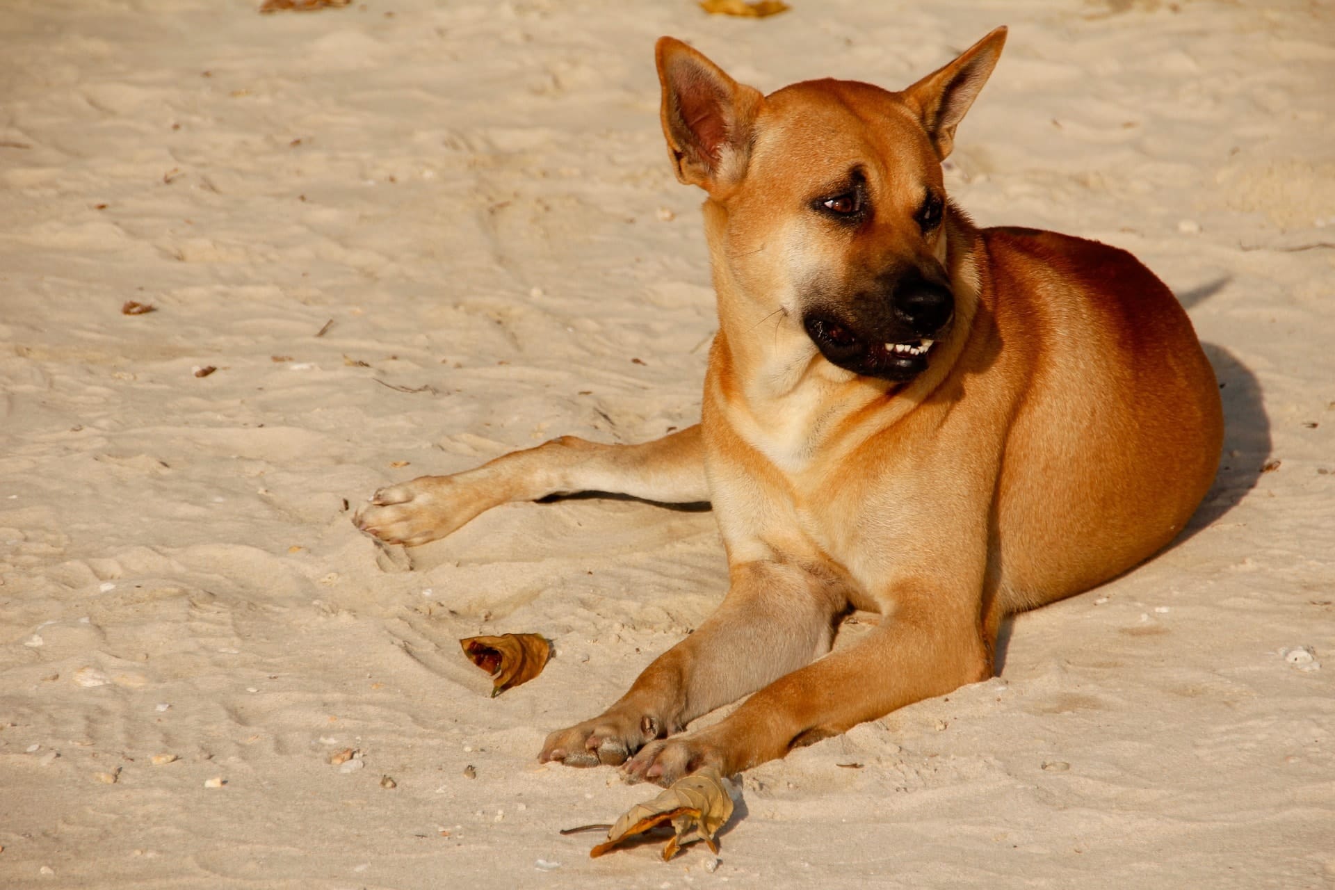 island dog