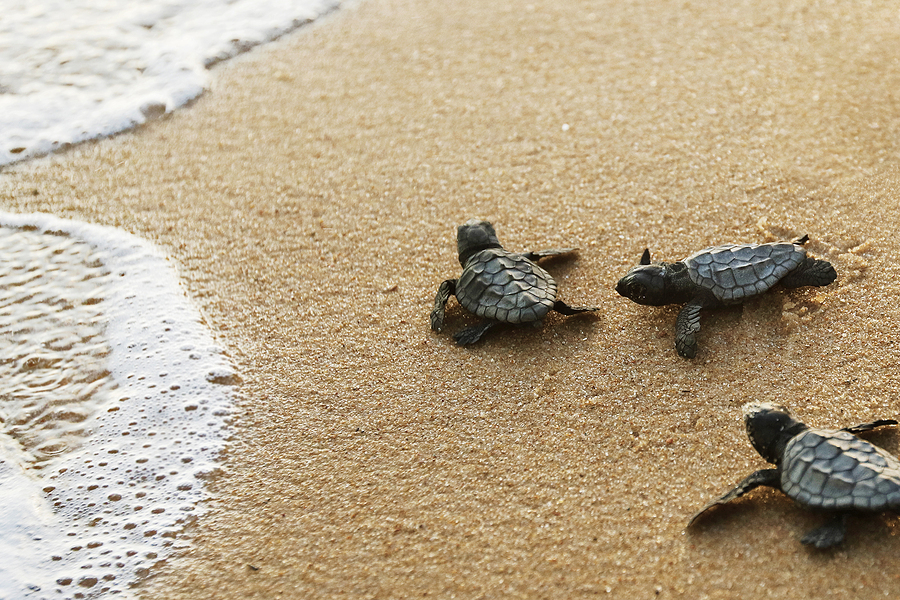 Discover the Turtles of the USVI